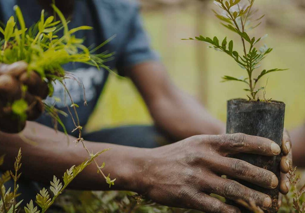 Tree Planting